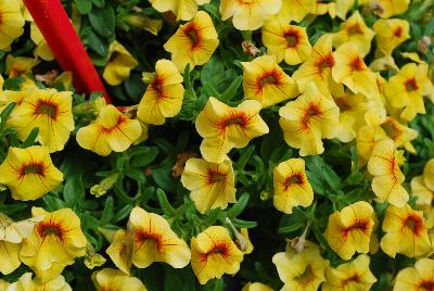 Ball Horticultural: Conga Calibrachoa Yellow 