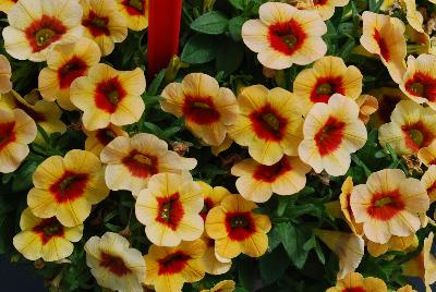 Conga Calibrachoa Sun Kiss