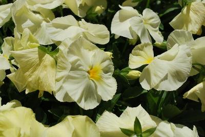 Matrix® Pansy White 