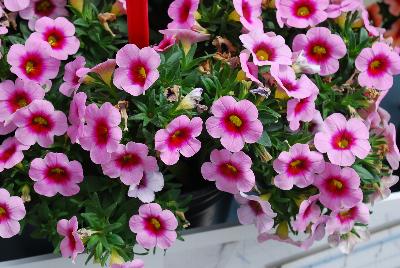 Conga Calibrachoa Pink Kiss 