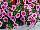 Ball Horticultural: Calibrachoa  'Pink Kiss' 