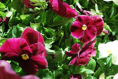 Matrix® Pansy 'Rose Improved'