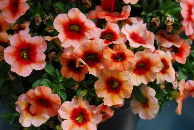 Ball Horticultural: Conga Calibrachoa Coral Kiss 