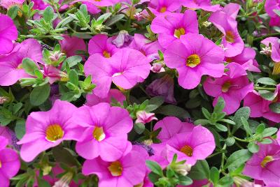 Ball Horticultural: Cabaret Calibrachoa Light Pink Improved 