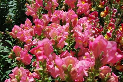 Snapshot™ Snapdragon 'Pink'