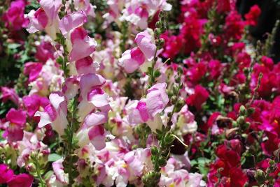 Snapshot™ Snapdragon Plumblossom 