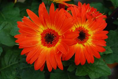 Ball Horticultural: Revolution™ Gerbera Bicolor Yellow Orange 