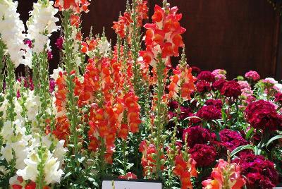 Solstice Snapdragon Orange Tricolor 