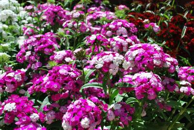 Ball Horticultural: Dash Dianthus Magician 
