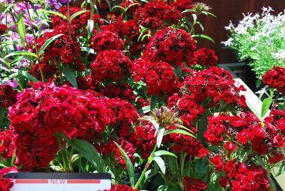 Dash Dianthus 'Crimson'