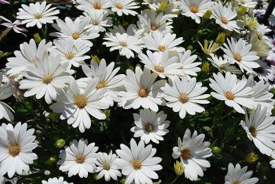 Akila® Osteospermum 'Daisy White'