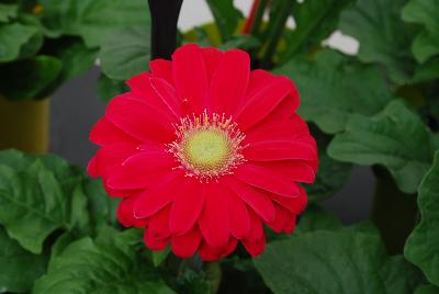 Ball Horticultural: Revolution™ Gerbera Bright Rose Light Eye 