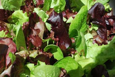 Simply Salad COMBO 'Endless Summer Mixture'