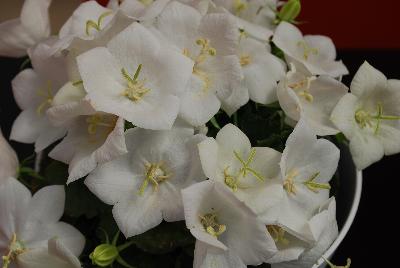 Rapido Campanula White