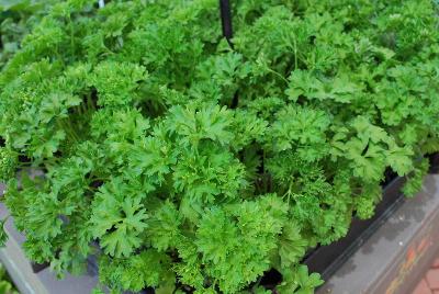 SimplyHerbs COMBO Curled Parsley 