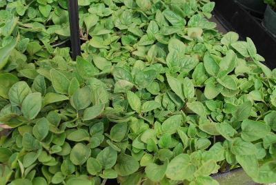 SimplyHerbs COMBO 'Oregano'