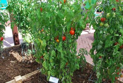 Heirloom Marriage Tomato 'Perfect Flame'