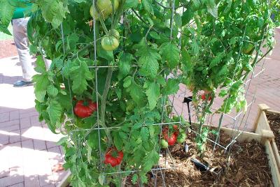 Heirloom Marriage Tomato 'Big Brandy'
