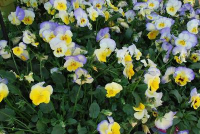 Cool Wave® Pansy, spreading Blueberry Swirl 