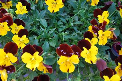 Cool Wave® Pansy, spreading Sunshine 'N Wine 