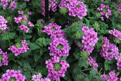 EnduraScape Verbena, landscape 'Lavender'