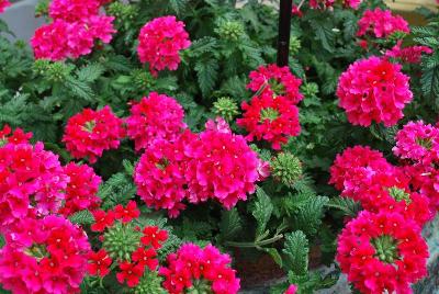 EnduraScape Verbena, landscape Hot Pink 