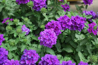 EnduraScape Verbena, landscape Hot Pink 