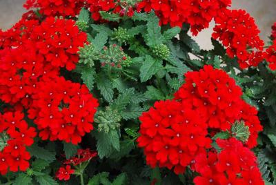 EnduraScape Verbena, landscape Red 