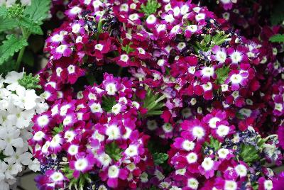 Ball Horticultural: Quartz XP Verbena Violet with Eye 