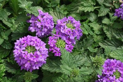 EnduraScape Verbena, landscape Blue 
