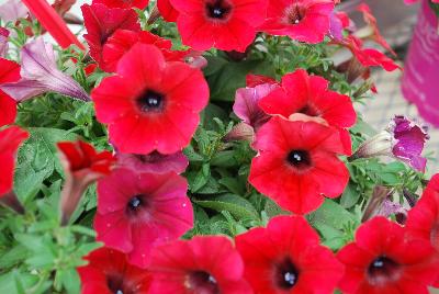 Tidal Wave® Petunia Red Velour 