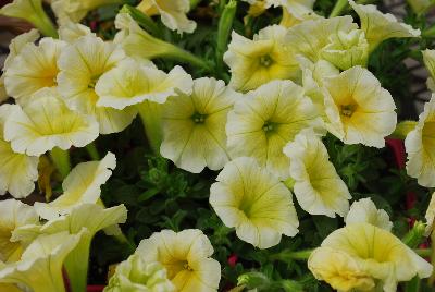 Ball Horticultural: Easy Wave® Petunia Yellow 