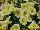 Easy Wave® Petunia Yellow 