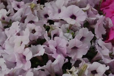 Ball Horticultural: Easy Wave® Petunia Silver 