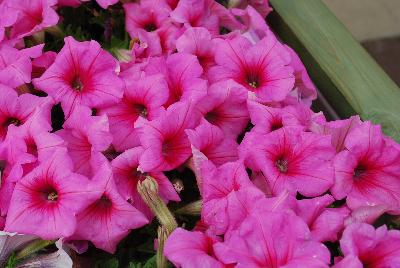 Ball Horticultural: Easy Wave® Petunia Pink Passion 