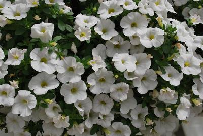 Cabaret Calibrachoa White Improved 