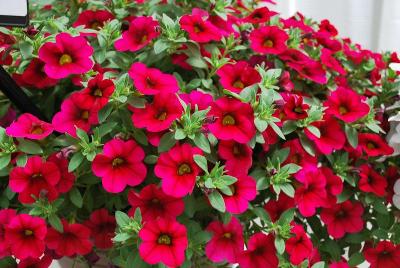 Ball Horticultural: Cabaret Calibrachoa Rose Improved 