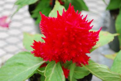 Ball Horticultural: Ice Cream Celosia Cherry Improved 