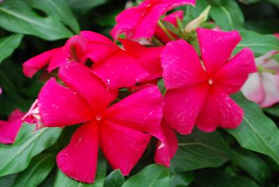 Valiant™ Vinca Punch