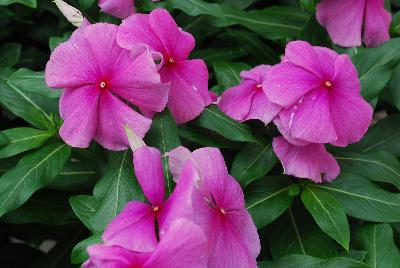 Valiant™ Vinca Lilac 