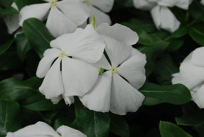 Valiant™ Vinca White