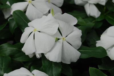 Valiant™ Vinca White 