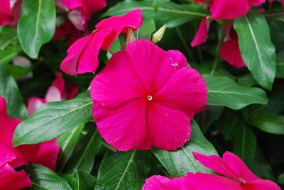Valiant™ Vinca Burgundy