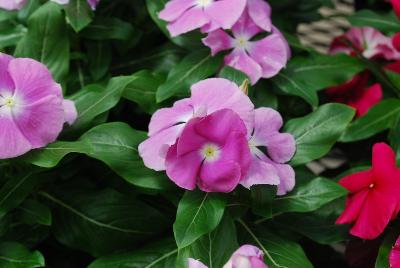 Valiant™ Vinca Orchid 