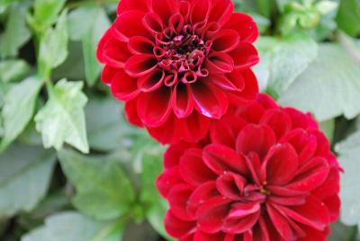 Dalaya Dahlia 'Devi'