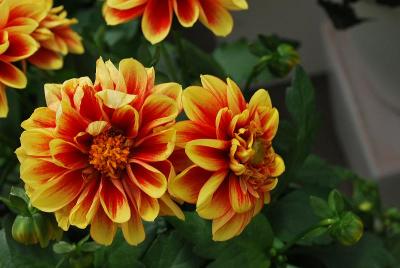 Dalaya Dahlia 'Shiva'