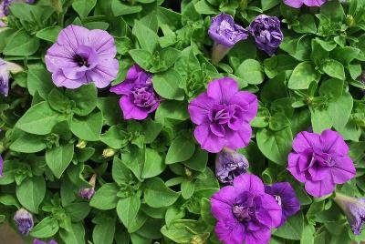 Sweet Sunshine Petunia Provence 