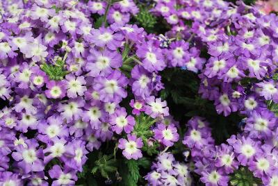 Ball Horticultural: Blues Verbena Lavender + Eye 