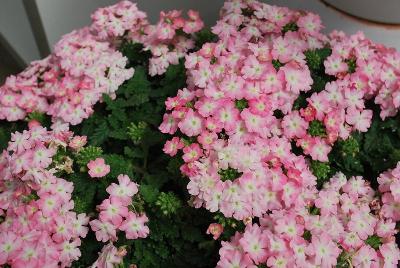 Ball Horticultural: Pops Verbena Pink + Eye 