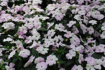 Big Bounce Impatiens White 